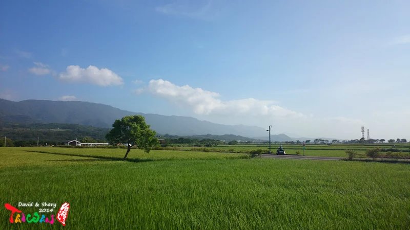 台东池上乡治愈系美景:绝美稻田