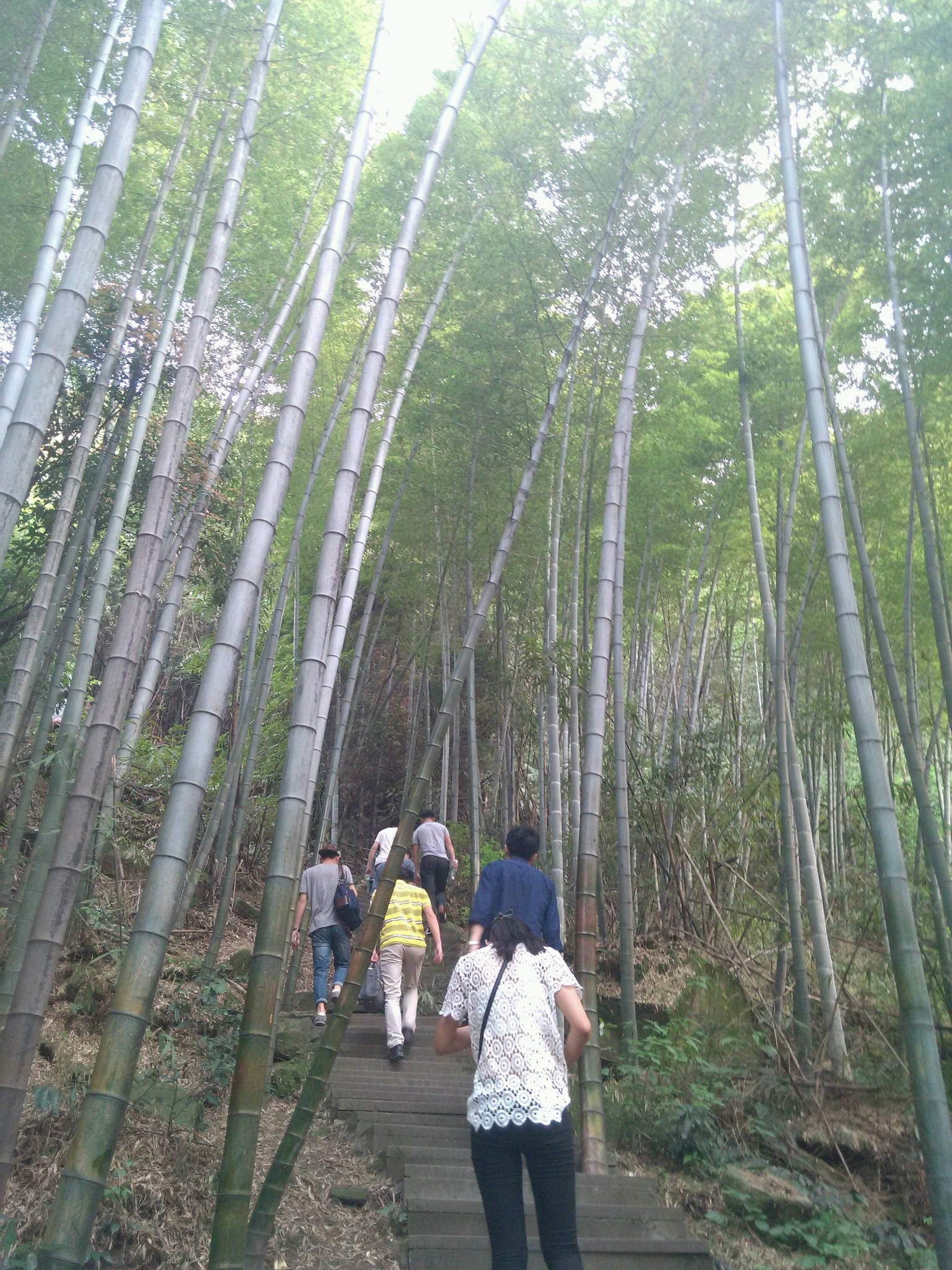 4月重庆永川茶山竹海一日游