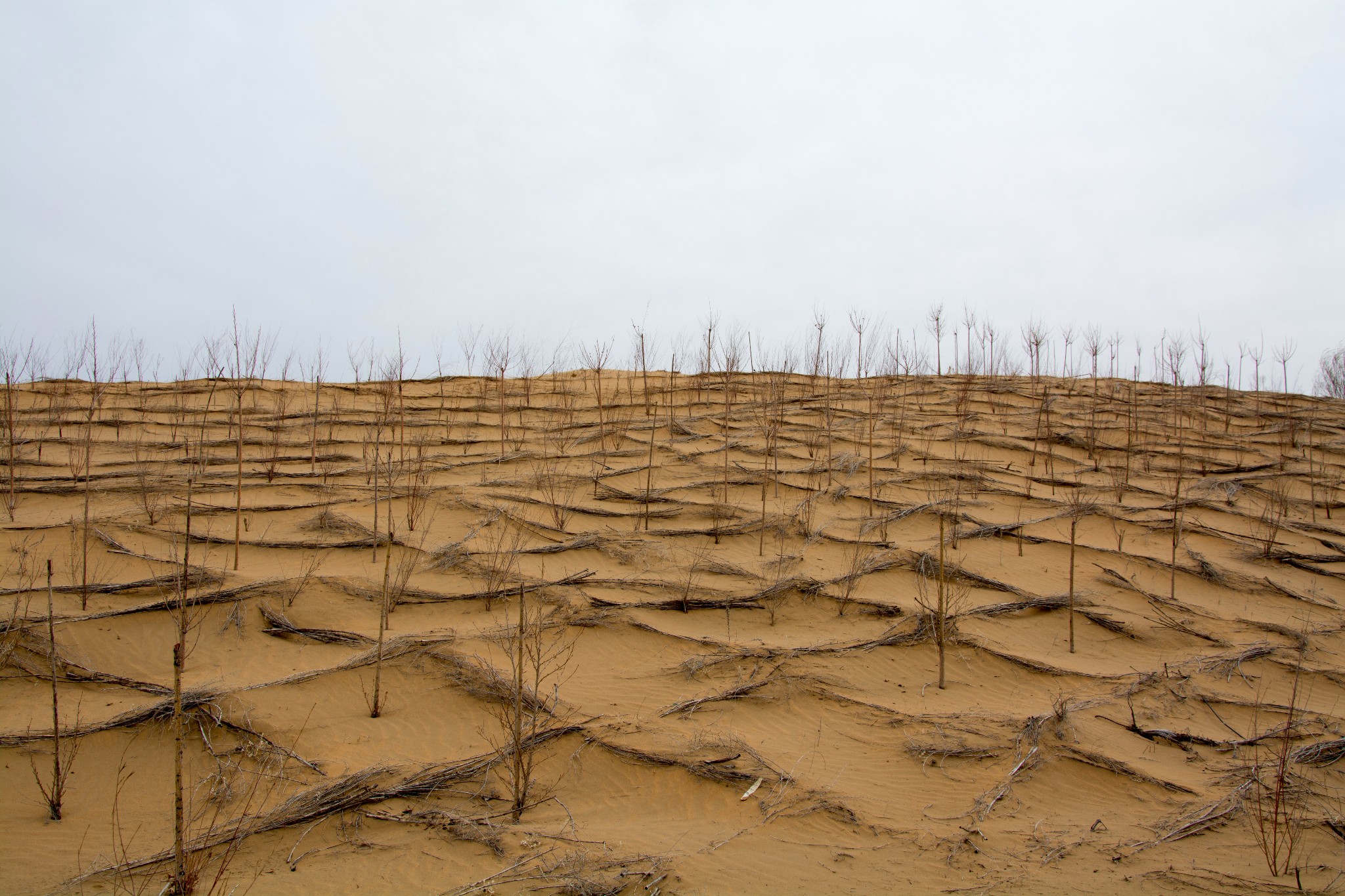 库布齐沙漠治理图片