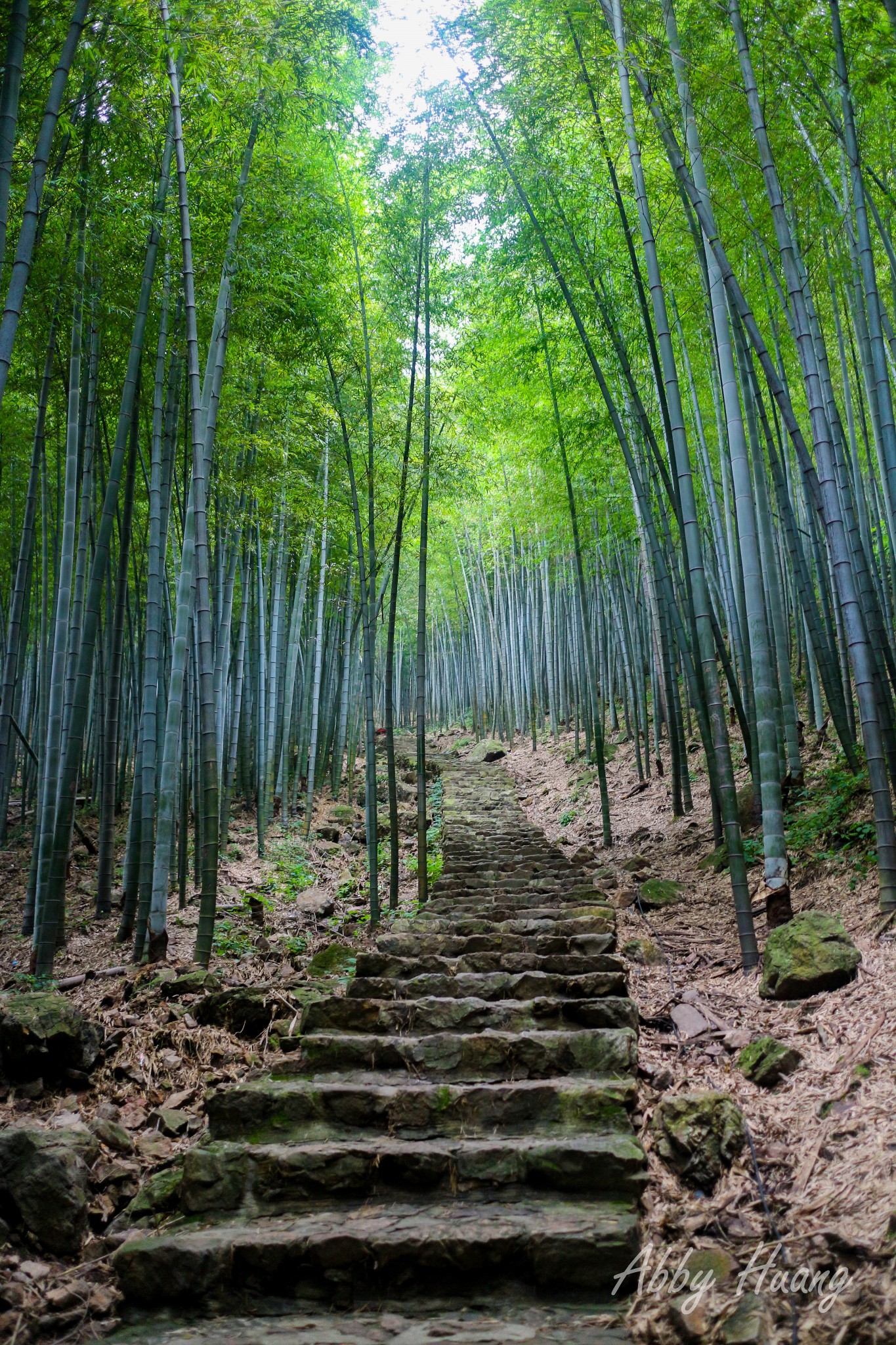 宜兴竹海风景区        