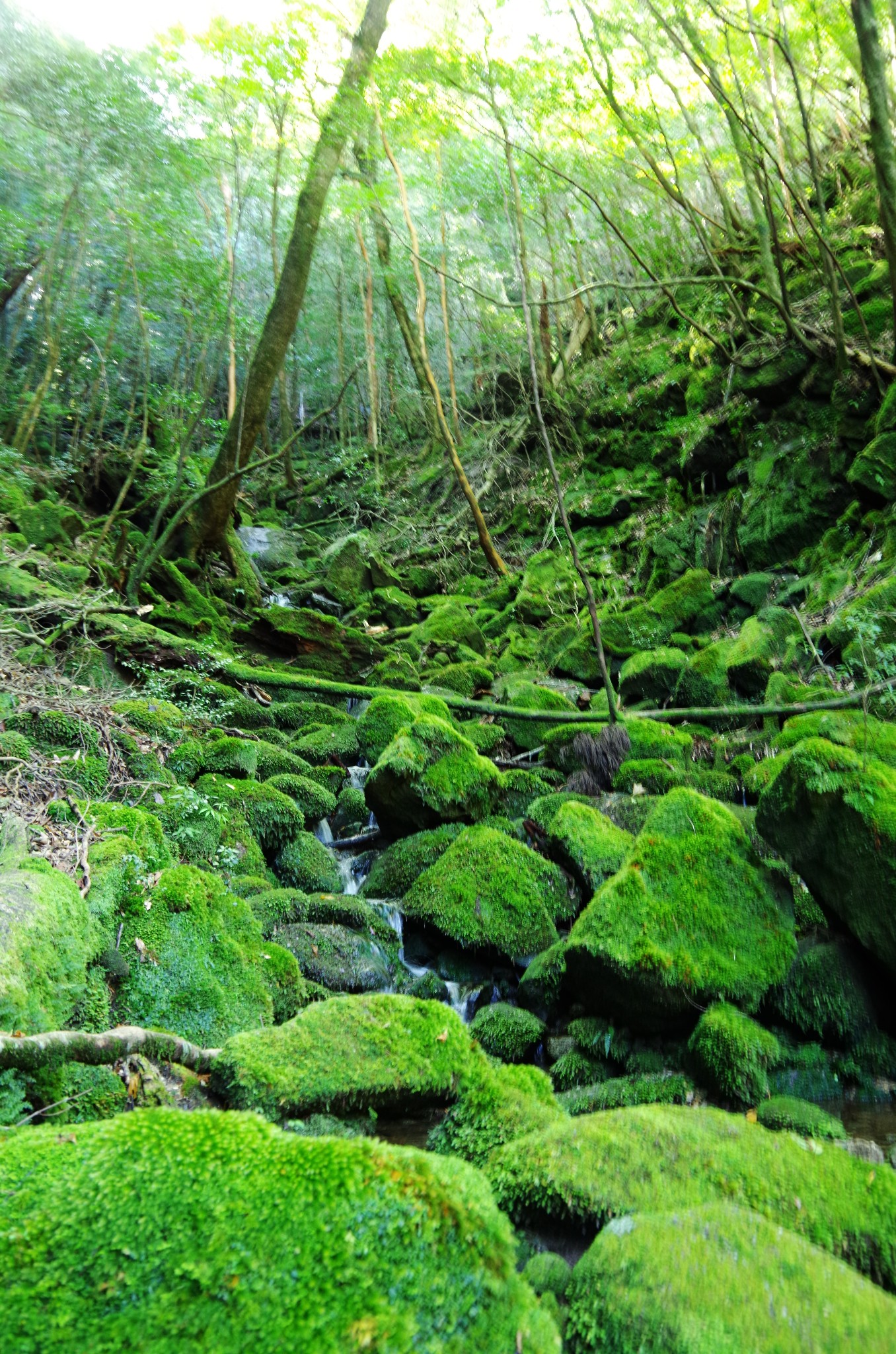 壁纸 风景 森林 桌面 680_1027 竖版 竖屏 手机