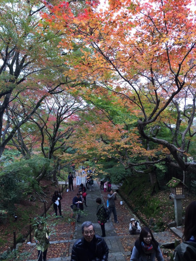 京都红叶湘南海,高山温泉雪皑皑.日本秋冬一人游9 8天图片