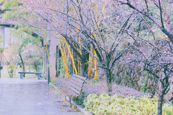 --> 2016年2月11号: 以此网络上的照片作为游记的开头。当我第一次见到这张照片时就很喜欢,几个好友骑着自行车奔向路的远方,在最朝气蓬勃的年纪。曾经自己也是照片中的白衣少年。记得当时图片上还有一句附语:有一条只能向前走的路,叫时光。想起自己是2007年那会上的高中,如今毕业这么多年,每次回家最想做的就是回母校看看,毕竟每个人心里多少都有点念旧情怀。散落在各地的一中人都在哪里,进来说句话吧。照片感谢@awa