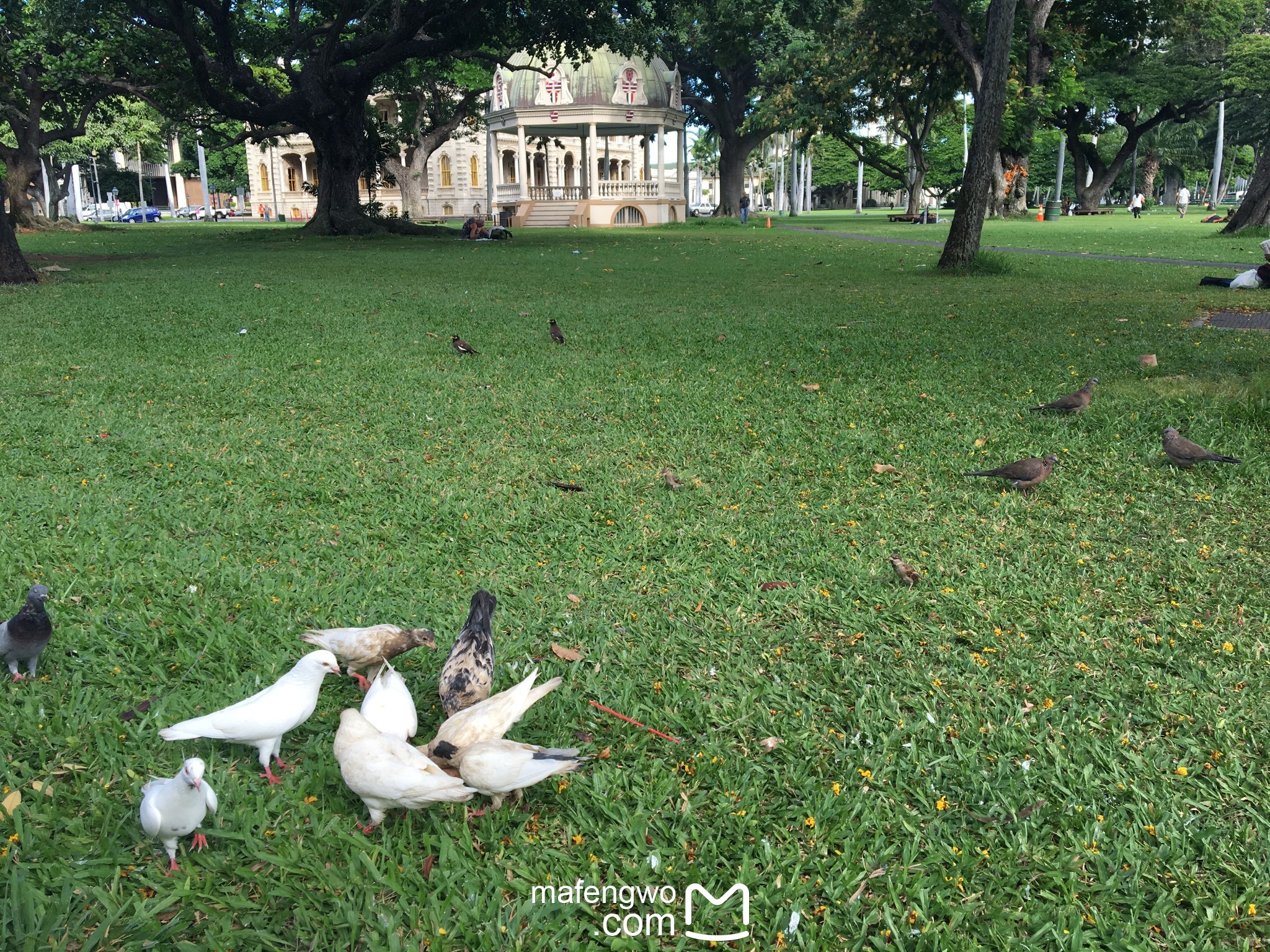 Hawaii 不期而遇遇见你